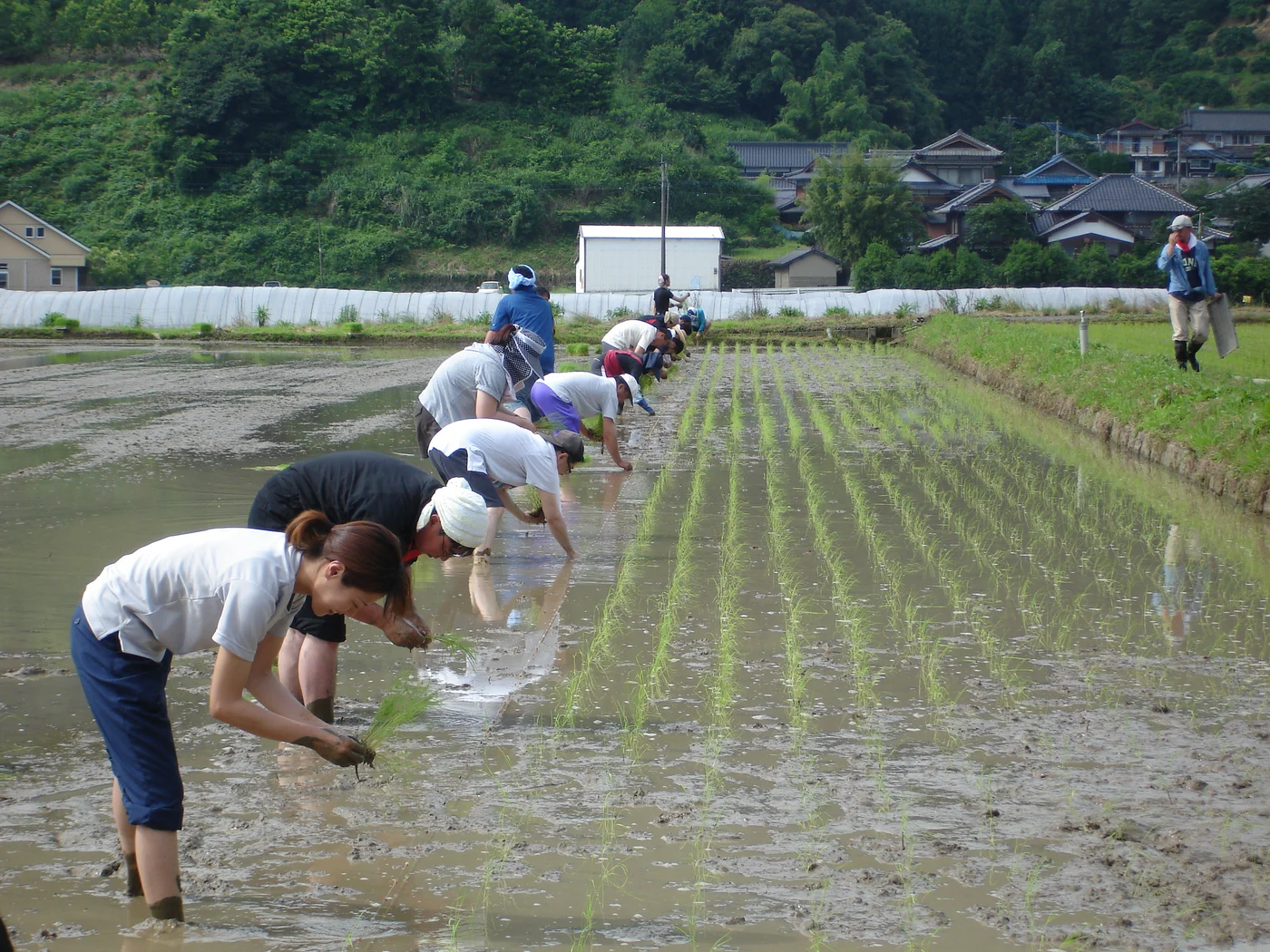 Rice planting, photographed by the brewery.
